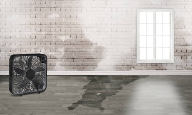 Best Basement water damage restoration  in Linntown, PA
