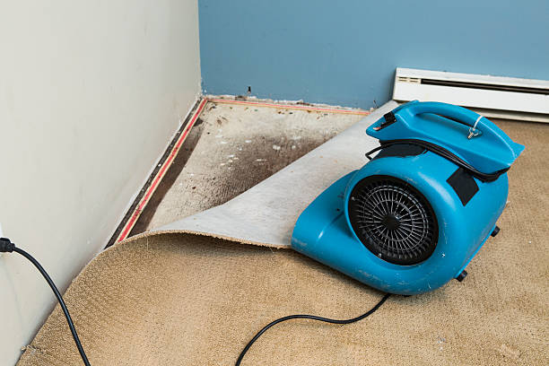 Best Mold removal after water damage  in Linntown, PA